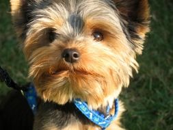 Yorkie Terrier puppy