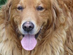 Golden Retriever, Dog head with tongue stick out