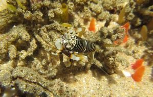 Zebra Shrimp is underwater in sea life