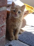 stunningly beautiful Red Kitty