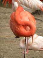 pink Flamingo with long Neck