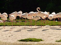 Flamingos are standing on the one leg