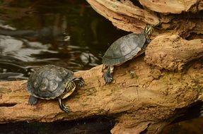 two turtles on a branch