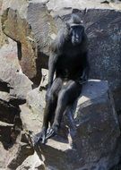 beautiful and cute South Africa Monkey