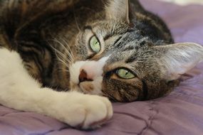 Tabby Brown Tiger Cat closeup