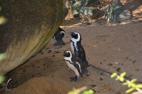 Penguin walking on a beach