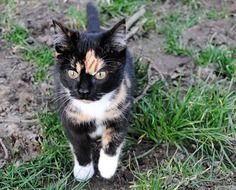 Small domestic cat in the garden