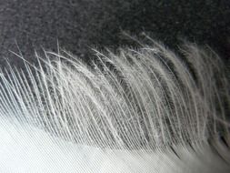 edge of bird feather close up