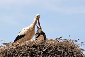 stork feeding chicks