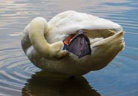 swan scratching its wing