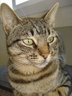 adult Tabby Cat looking aside