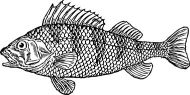 scaly fish drawing