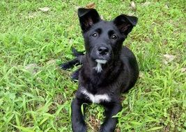 black dog sitting in a meadow