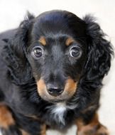 Mini Long Hair Dachshund, Puppy dog