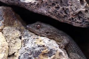 closeup photo of lizard creeps between stones