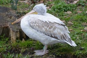 portrait of a ridiculous pelican