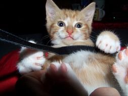portrait of playful red domestic kitten