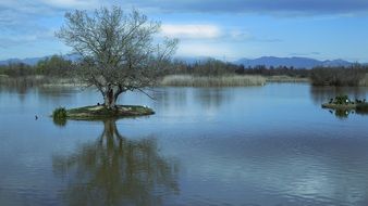 diversity of birds in the pond