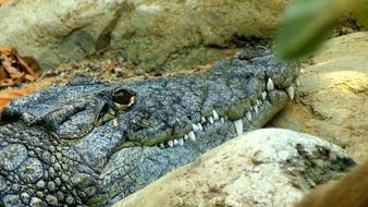 crocodile head on stone