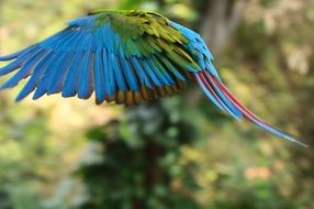 Flying Parrot close-up on blurred background