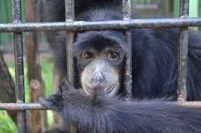monkey in a cage close up
