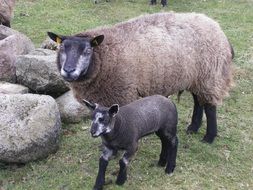 sheep with lamb