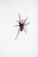 black Spider Insect