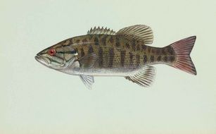 Smallmouth Dolomieu Fish