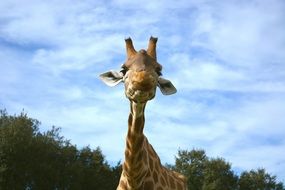Cute giraffe in wildlife