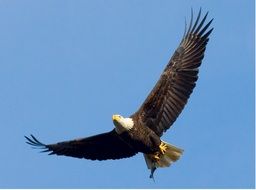 Bald Eagle bird in flight