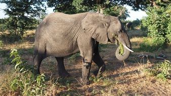 elephant in a national park in botswana