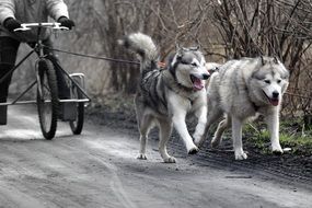 harnessed running husky