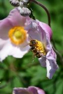 bee on a anemone