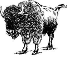 Bison as a drawing