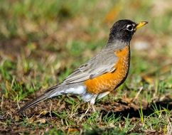 wild bird in spring