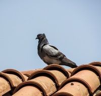 Colorful pigeon on the tiled roof