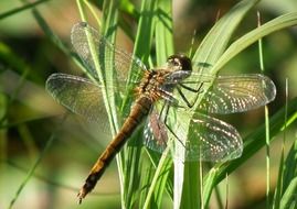 Dragonfly wings macro foto