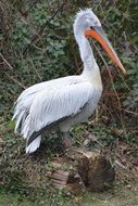 cute pelican in wildlife