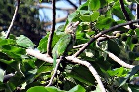 lineated barbet on a tree, india, Karnataka
