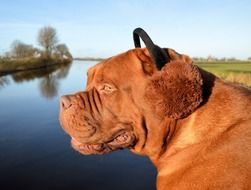 brown puppy with headphones on the head