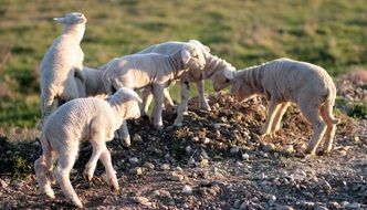 lambs on the edge of the road