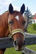 horse's head looks out from behind the fence