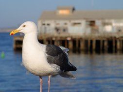 closeup view of seagull Birds on a coast