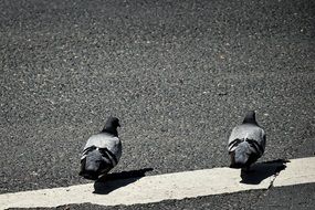 two Pigeons on asphalt road