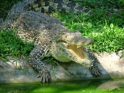 Picture of Crocodile in a zoo