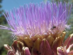 Violet artichoke flowers