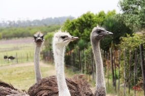 funny ostrich heads in the ranch