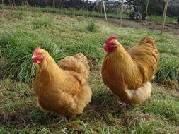 Hen Orpington