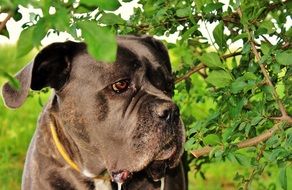 Canine meditation in summer