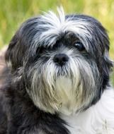 cute Shih Tzu Dog Portrait Close-Up